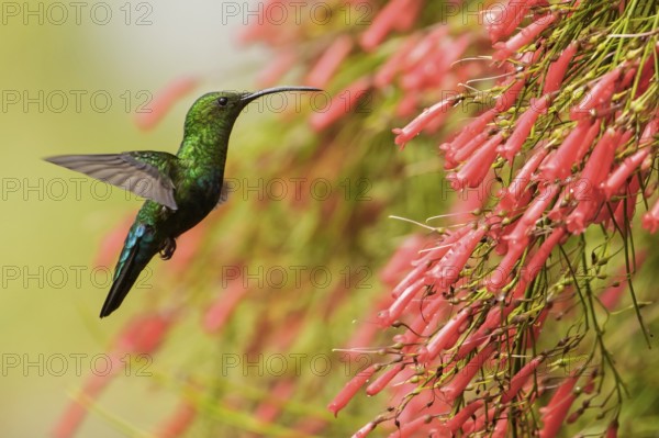 Green-throated Carib (Eulampis holosericeus) flying and feeding at a flower on the Caribbean Island of Martinique