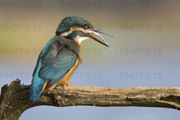 Common Kingfisher (Alcedo atthis) female, Saxony-Anhalt, Germany, Europe