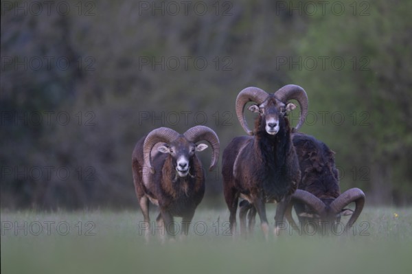 European mouflon (Ovis gmelini musimon, Syn.: Ovis orientalis musimon, Ovis aries musimon), Gerolstein, Eifel, Rhineland-Palatinate, Germany, Europe