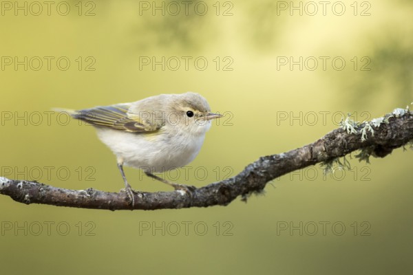 Western Bonelli's Warbler (Phylloscopus bonelli) perched on a branch, Andalusia, Spain, Europe