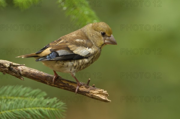 Common Chaffinch (Fringilla coelebs) juvenile, Utrecht, Netherlands