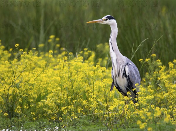 Grey Heron (Ardea cinerea), Mecklenburg-Western Pomerania, Germany, Europe