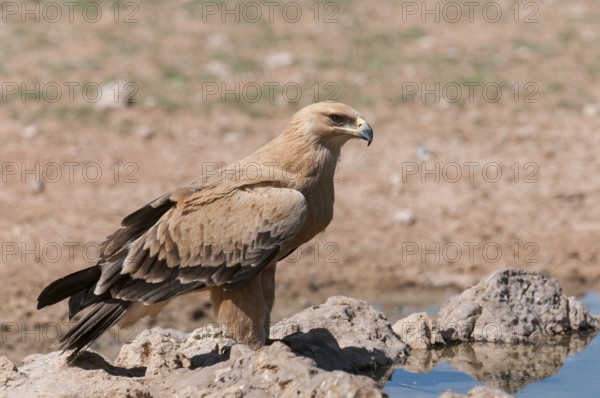 Tawny Eagle (Aquila rapax), Northern Cape, South Africa, Africa