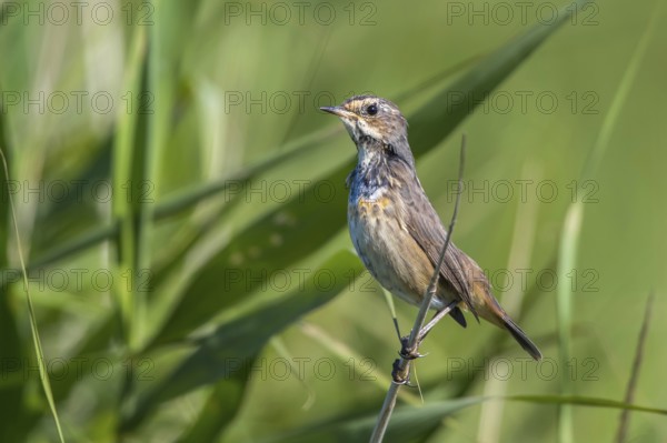 Bluethroat (Luscinia svecica cyanecula) female perched in reedbed, Mecklenburg-Western Pomarania, Germany, Europe