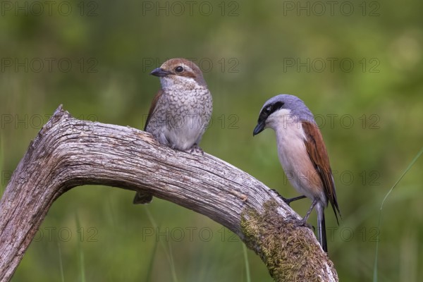 Red-backed Shrike (Lanius collurio) pair, Saxony-Anhalt, Germany, Europe