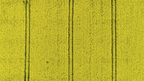 Yellow blooming field of rapeseed (Brassica napus) seen from the air, Mecklenburg-Western Pomerania, Germany, Europe