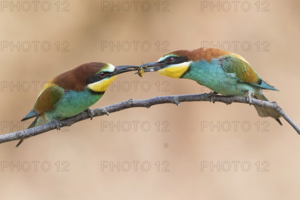 European Bee-eater (Merops apiaster) pair, feed transfer to female, Rhineland-Palatinate, Germany, Europe