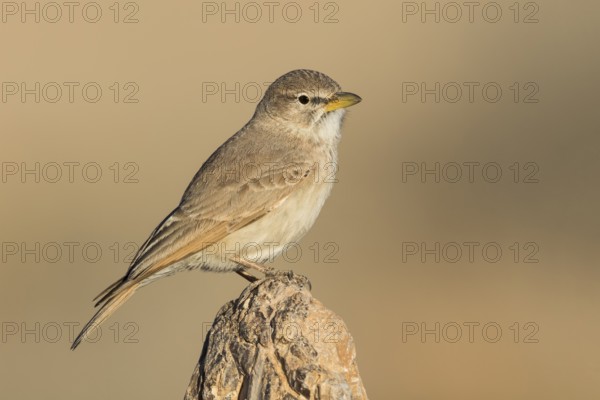 Desert Lark (Ammomanes deserti), Eilat, Israel, Asia