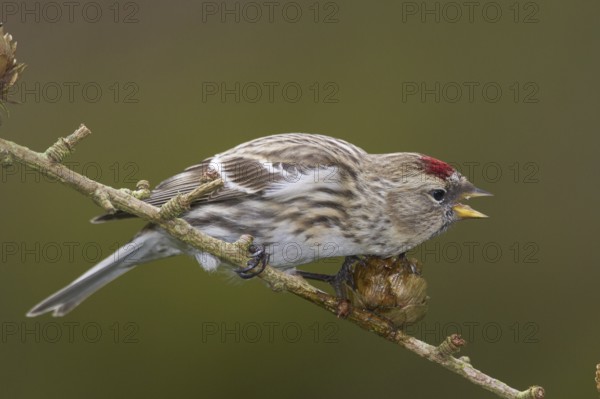 Lesser Redpoll (Acanthis cabaret), Wales, United Kingdom, Europe