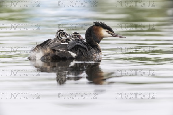 Great Crested Grebe (Podiceps Scalloped ribbonfish) with juveniles, Emsland, Lower Saxony, Germany, Europe