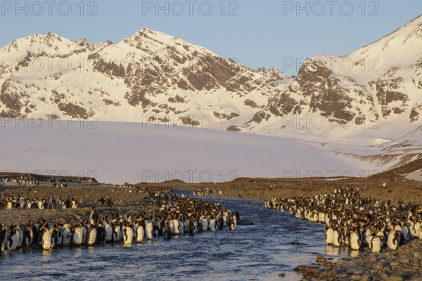 King Penguin (Aptenodytes patagonicus) perched on a rocky beach on South Georgia Island