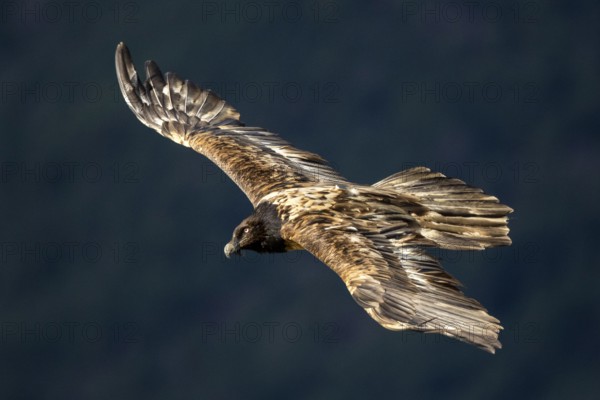 Bearded Vulture (Gypaetus barbatus) juvenile flying, Aragon, Spain, Europe