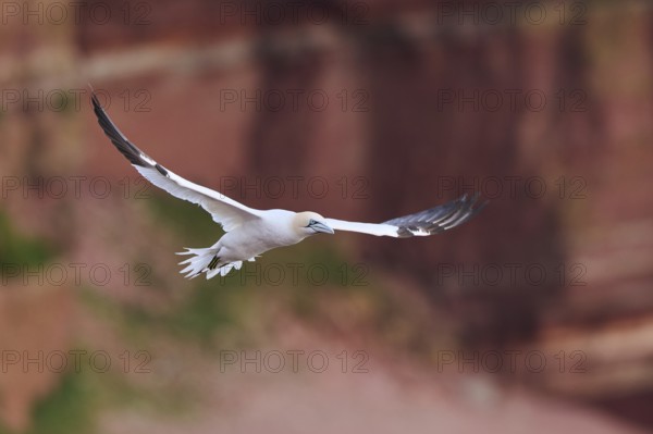 Northern gannet (Morus bassanus) flying over the cliffs, wildlife, Helgoland, Germany, Europe