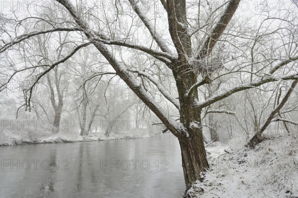 Winter landscape by a river, willows (Salix) on the bank in heavy snowfall, North Rhine-Westphalia, Germany, Europe