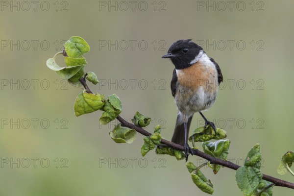 European Stonechat (Saxicola rubicola) male perched on a branch, Poland, Europe