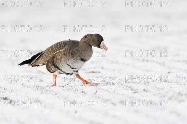 Greater White-fronted Goose (Anser albifrons) on snowy field, North Rhine-Westphalia, Germany, Europe