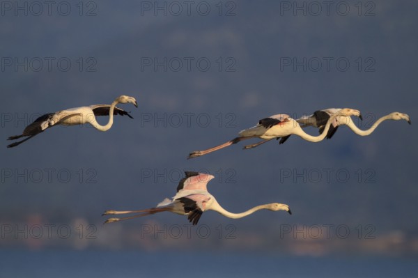 Greater Flamingo (Phoenicopterus roseus) flying, Greece, Europe