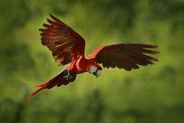 Parrot flight in the green jungle habitat. Red parrot in fly. Scarlet Macaw, Ara macao, in tropical forest, Costa Rica, Wildlife scene from tropic nature. Red bird in the forest, Central America
