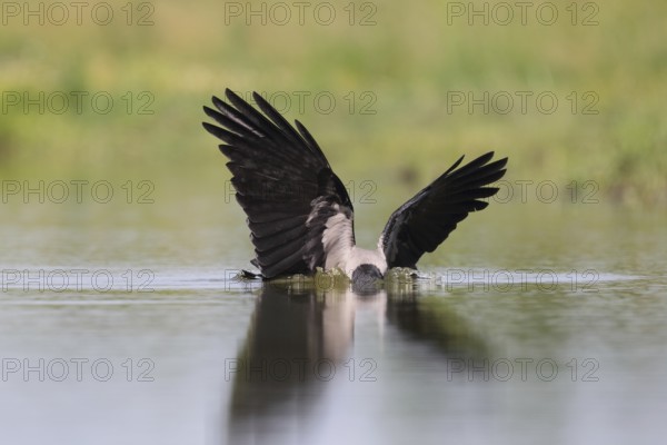 Hooded Crow (Corvus cornix), Hungary, Europe
