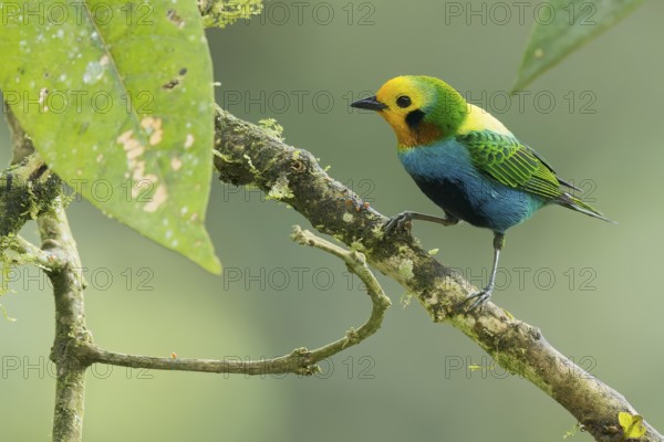 Multicolored Tanager (Chlorochrysa nitidissima) perched on a branch in Colombia, South America