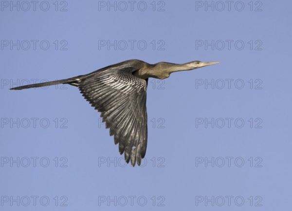 Anhinga (Anhinga anhinga) flying, Florida, USA, North America