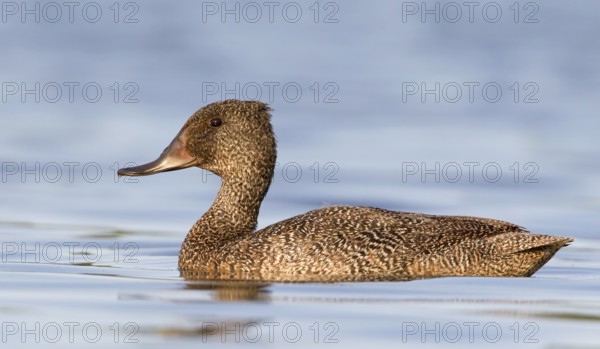 Freckled Duck (Stictonetta naevosa) male, Victoria, Australia, Oceania