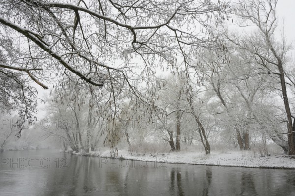 Winter landscape by a river, willows (Salix) and alders (Alnus) on the bank in dense snowfall, North Rhine-Westphalia, Germany, Europe