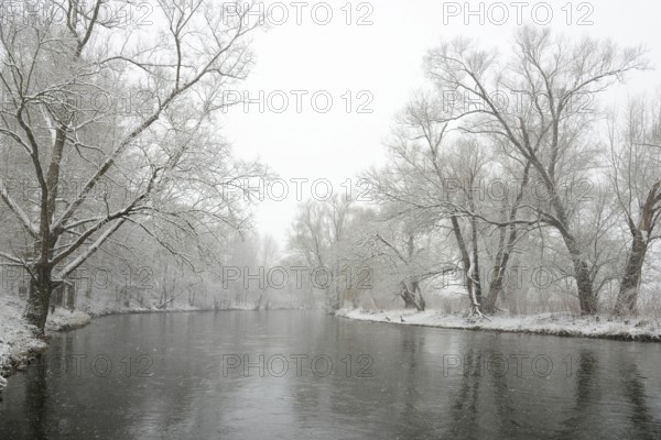 Winter landscape by a river, willows (Salix) on the bank in heavy snowfall, North Rhine-Westphalia, Germany, Europe
