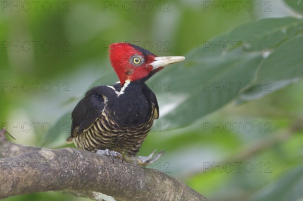 Pale-billed Woodpecker (Campephilus guatemalensis) perched on a branch in Costa Rica, Central America