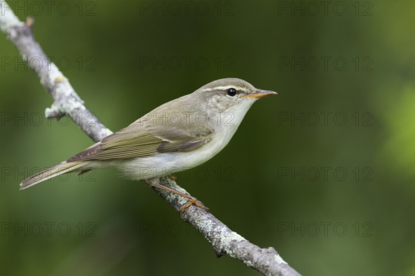 Arctic Warbler - Wanderlaubsänger - Phylloscopus borealis. Russia (Ural)