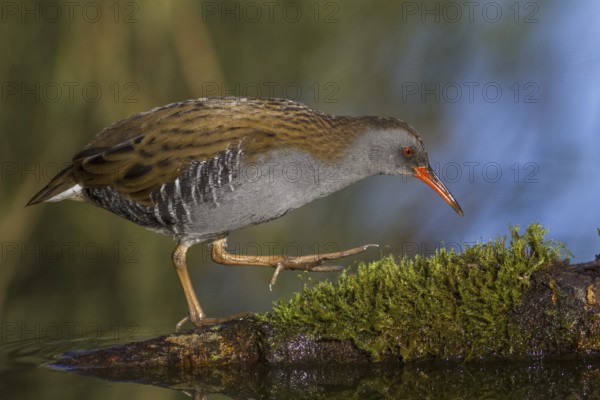 Water Rail (Rallus aquaticus), Cheshire, United Kingdom, Europe