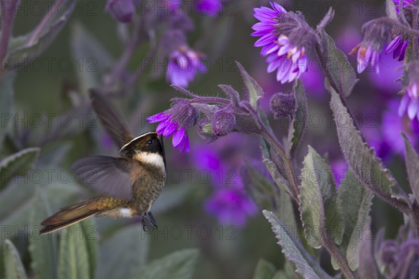 Buffy Helmetcrest (Oxypogon stuebelii) male feeding on flower nectar, Los Nevados National Park, Colombia, South America