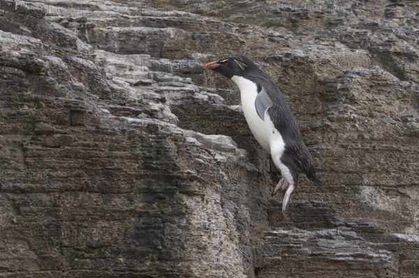 Southern Rockhopper Penguin (Eudyptes chrysocome) hopping, Bleaker Island, Falkland Islands, South America