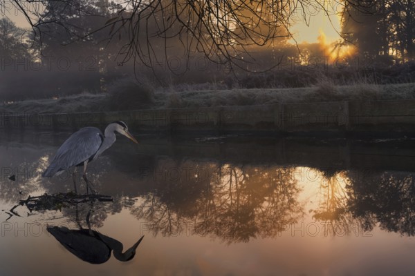 Grey Heron (Ardea cinerea), United Kingdom, Europe