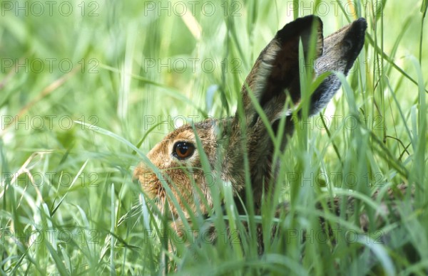 European brown hare (Lepus europaeus) sitting in its manger in a meadow, North Rhine-Westphalia, Germany, Europe
