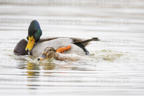 Mallard (Anas platyrhynchos) Mating Germany
