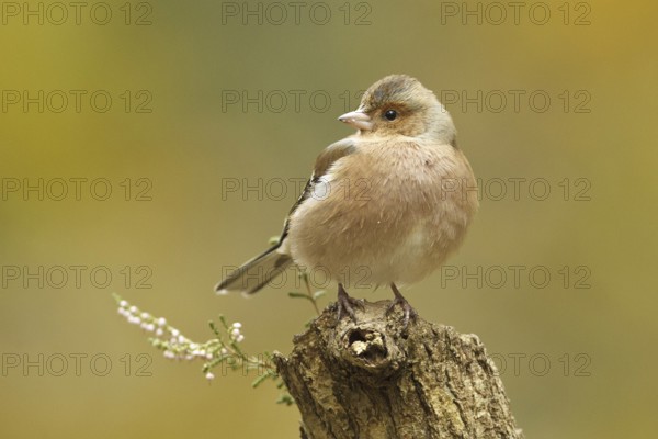Common Chaffinch (Fringilla coelebs) male, Rhineland-Palatinate, Germany, Europe