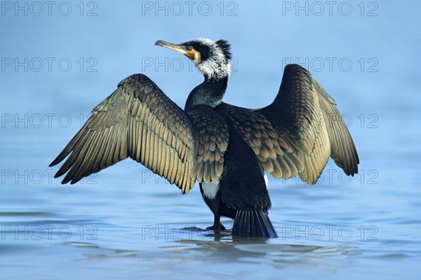 Great Cormorant, Phalacrocorax carbo, sitting in the blue water. Spring on the lake with beutiful bird. Wildlife scene from nature. Cormorant in the river habitat, Germany, Europe