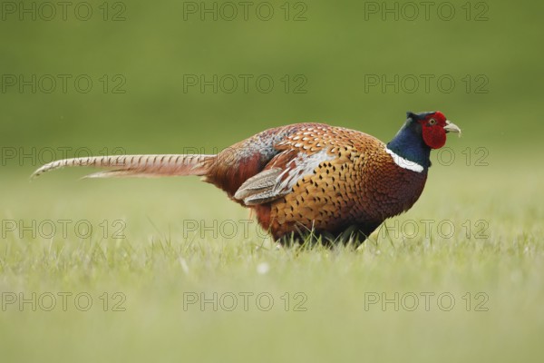 Common Pheasant (Phasianus colchicus) male, Netherlands