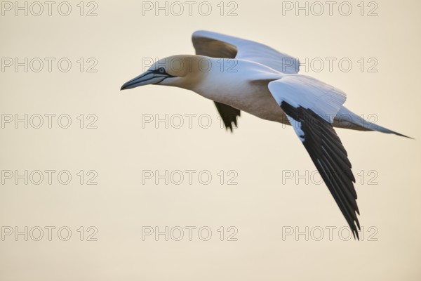 Northern gannet (Morus bassanus) flying over the sea at sunset, wildlife, Helgoland, Germany, Europe