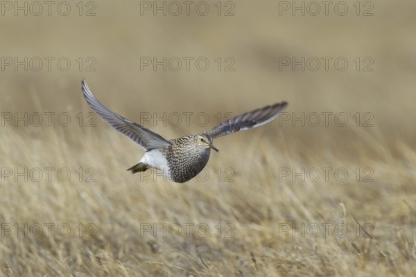 Pectoral Sandpiper (Calidris melanotos) juvenile flying, Alaska, USA, North America