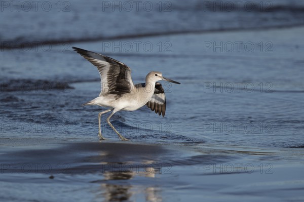 Willet (Tringa semipalmata inornata) taking flight, Santa Rosa, Guatemala, Central America
