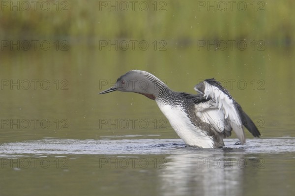 Red-throated Loon (Gavia stellata), Sweden, Europe