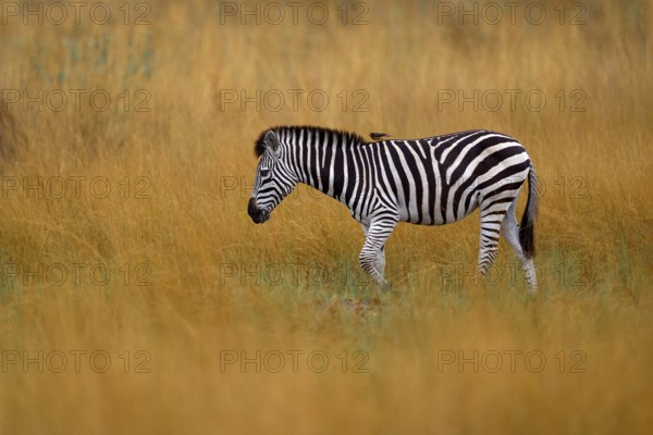Okavango delta, zebra. Zebra with yellow golden grass. Burchell's zebra, Equus quagga burchellii, Nxai Pan National Park, Botswana, Africa. Wild animal on the green meadow. African safari, Africa