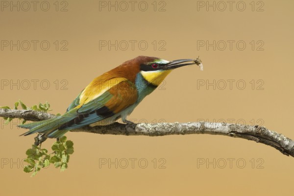 European Bee-eater (Merops apiaster), Portugal, Europe
