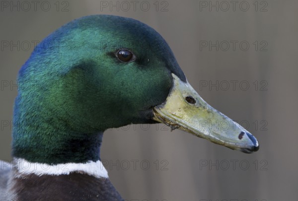 Mallard (Anas platyrhynchos) male, Lower Saxony, Germany, Europe
