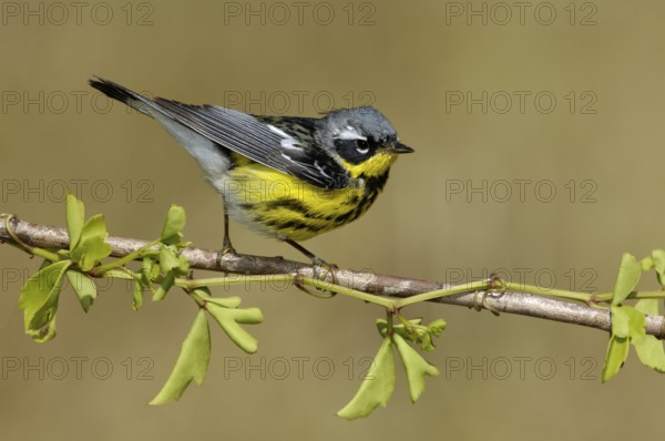 Magnolia Warbler (Setophaga magnolia), Texas, USA, North America