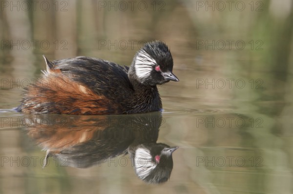 White-tufted Grebe (Rollandia rolland), Lago Huacarpay Reserve, Peru, South America