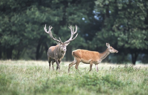Red deer (Cervus elaphus), rutting, Solling, Lower Saxony, Germany, Europe