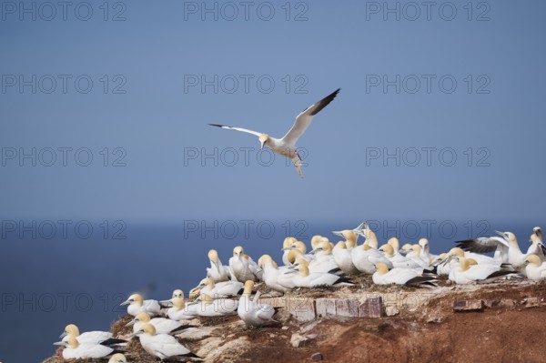 Northern gannet (Morus bassanus) flying over the cliffs, wildlife, Helgoland, Germany, Europe